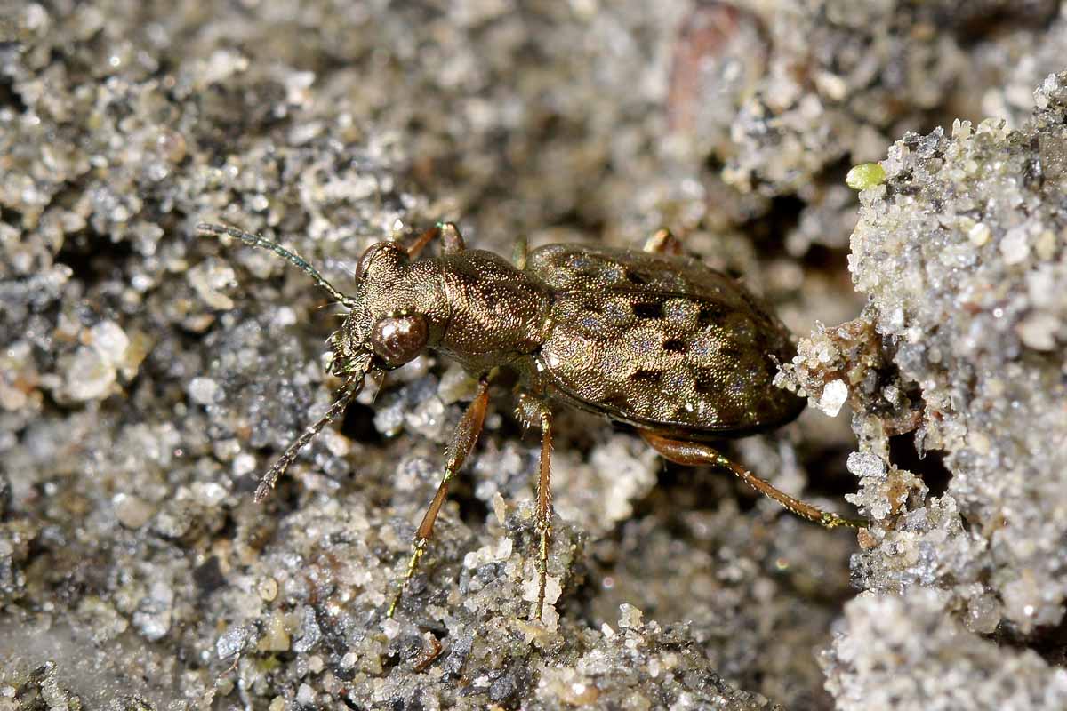 Gioiellino tra le pietre: Elaphrus aureus, Carabidae